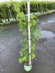 Vitis canadice 'Canadice'
