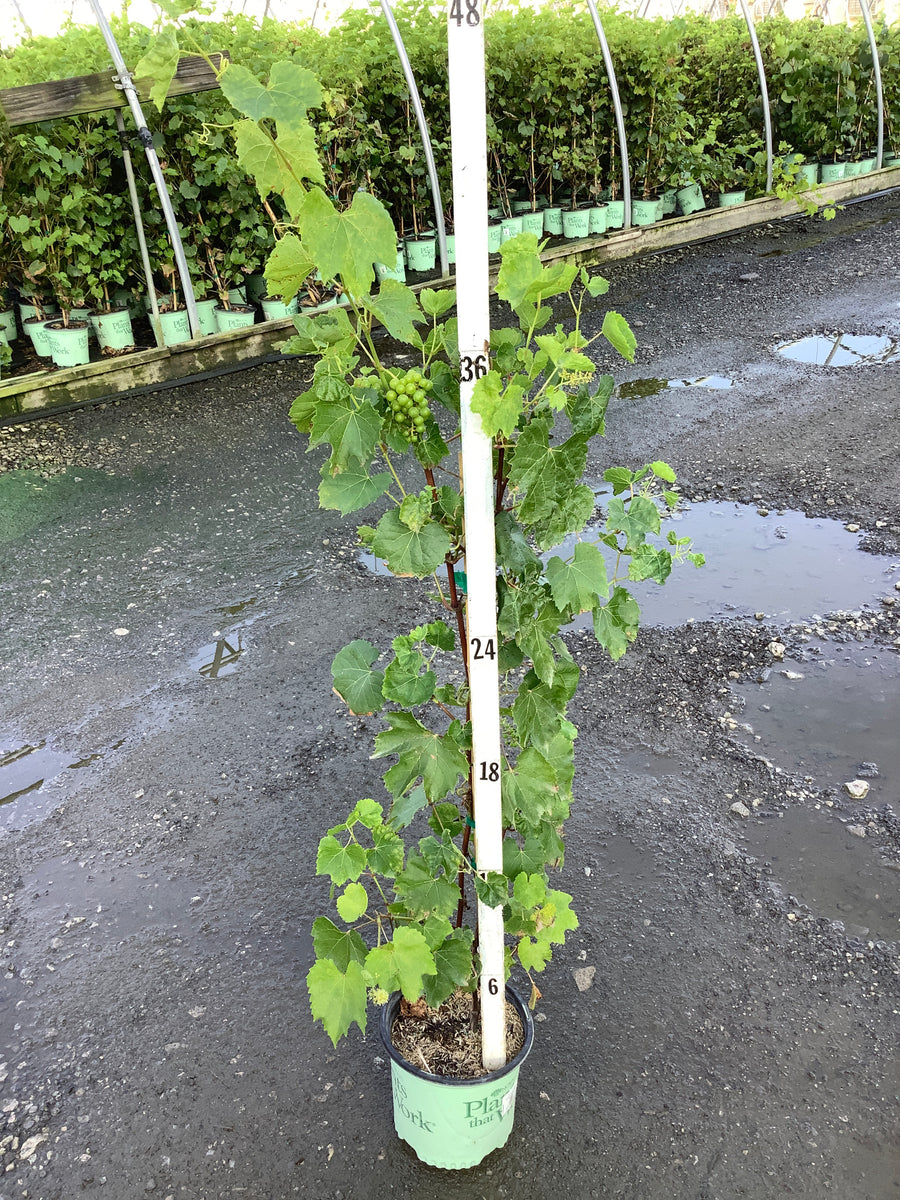 Vitis canadice 'Canadice'