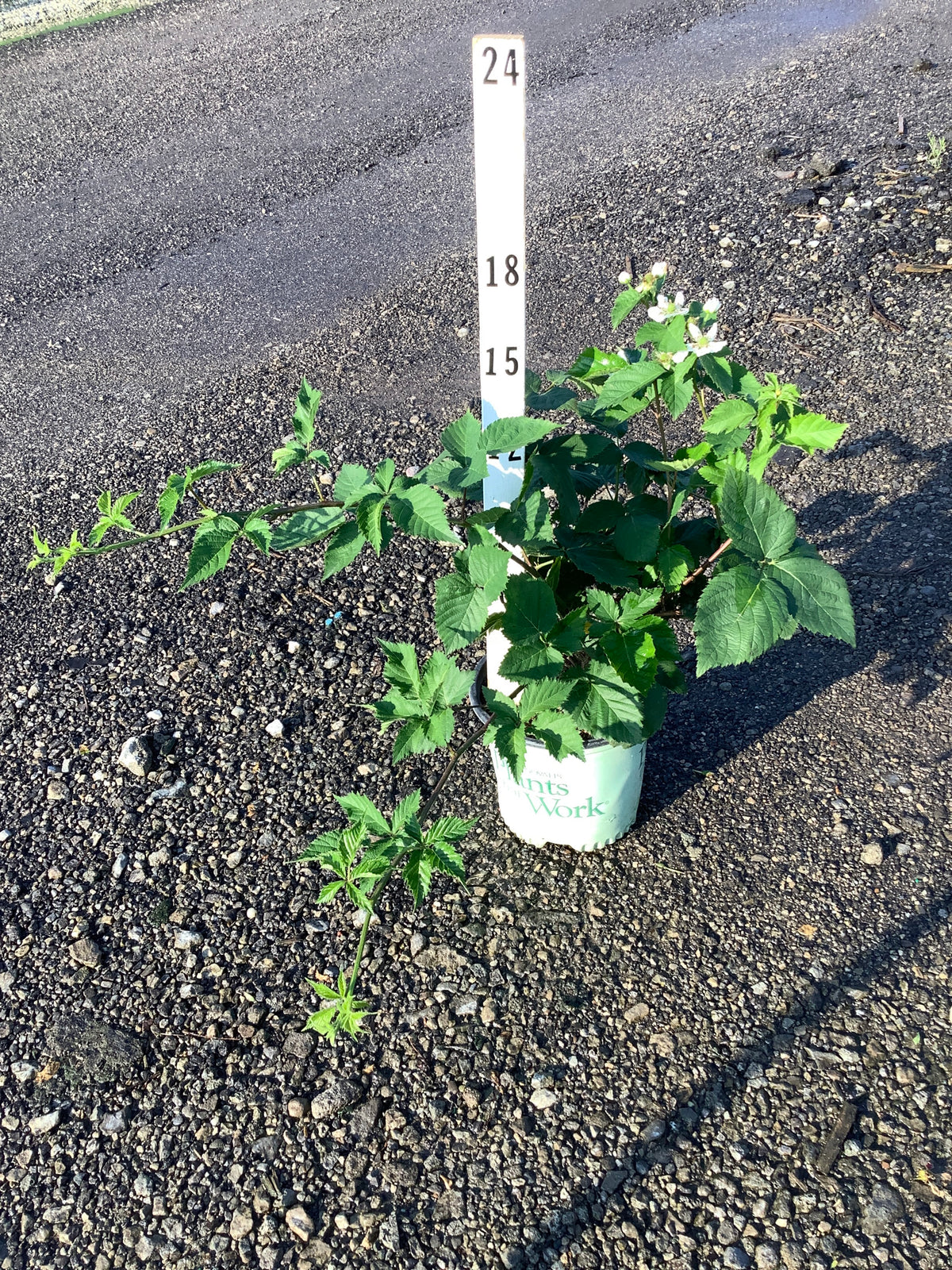 Rubus natchez
