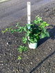 Rubus natchez