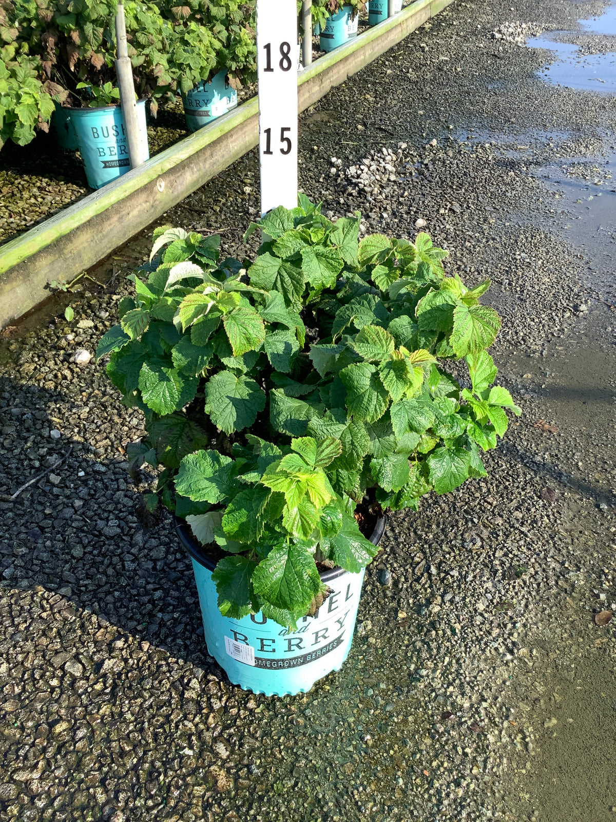 Rubus idaeus 'Raspberry Shortcake&trade;'