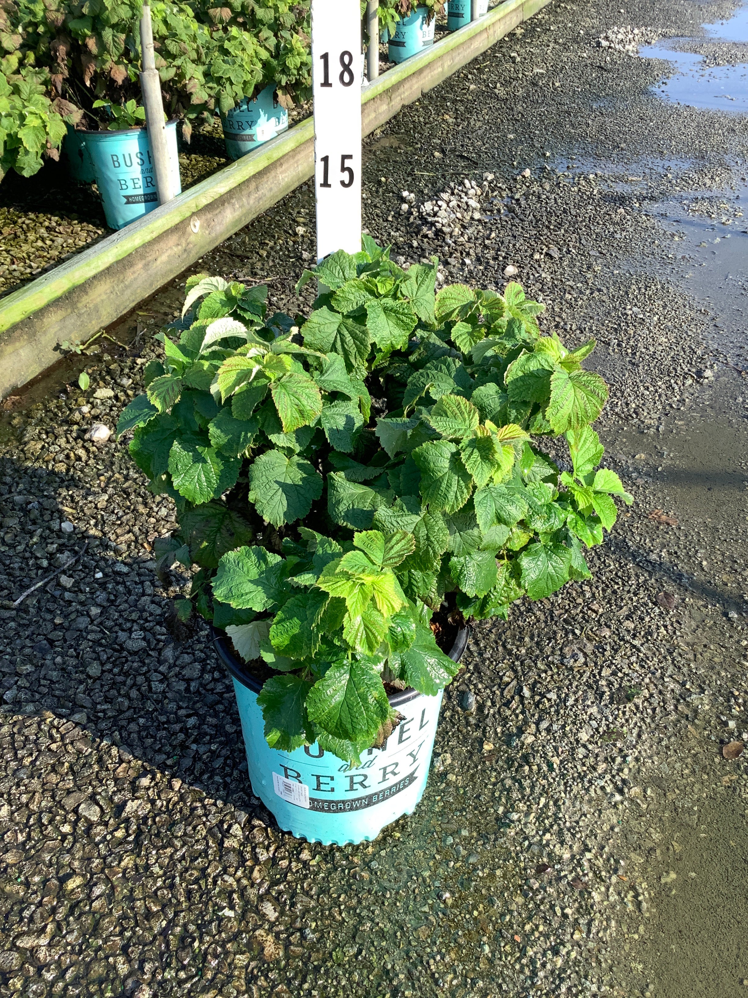Rubus idaeus 'Raspberry Shortcake&trade;'