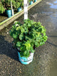 Rubus idaeus 'Raspberry Shortcake&trade;'