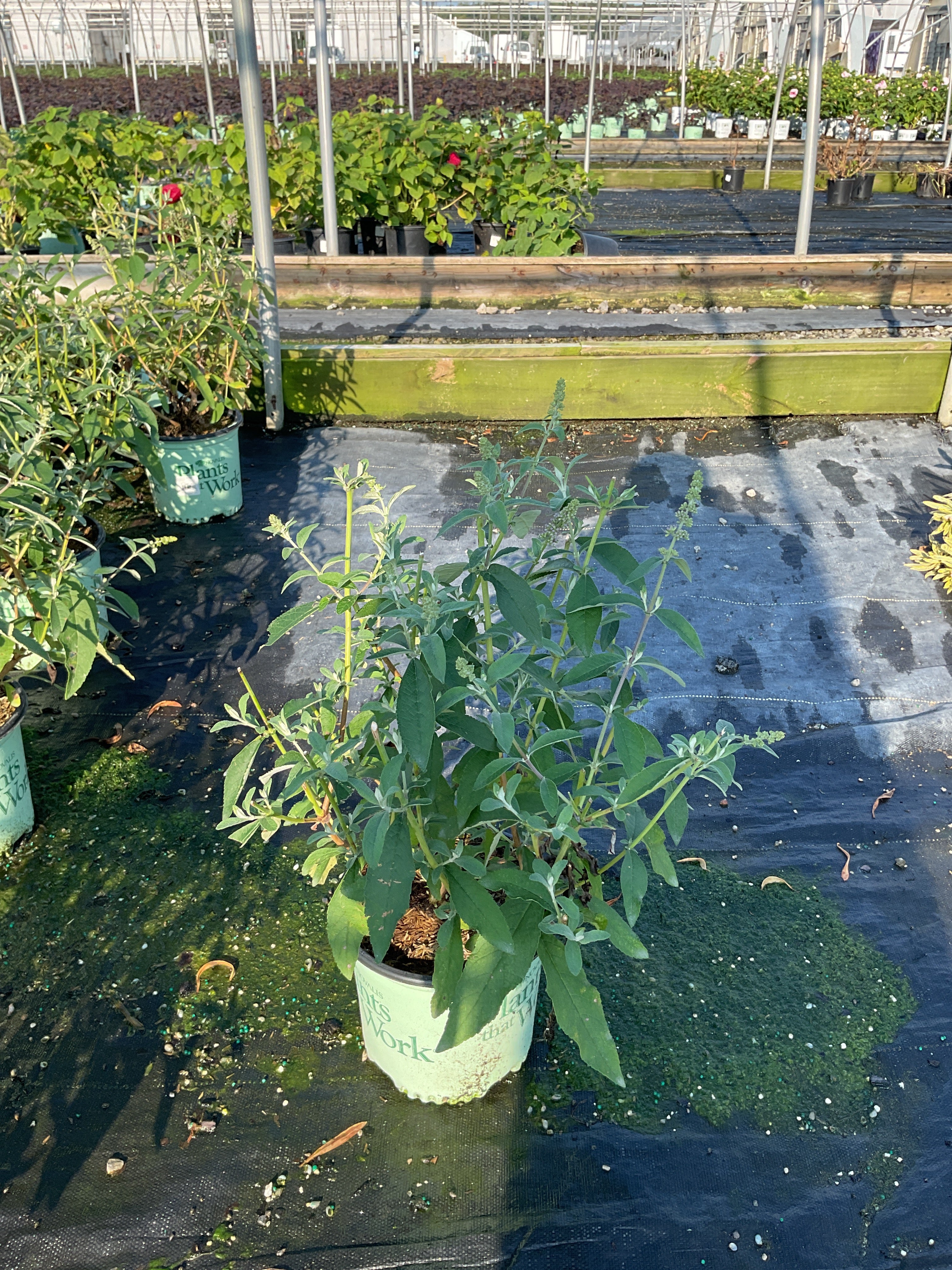 Buddleia x weyeriana 'Bicolor'