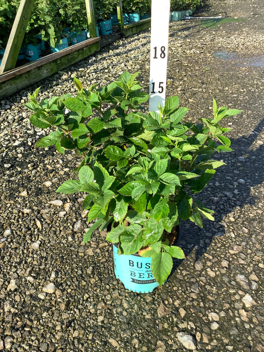 Rubus baby 'Cakes'
