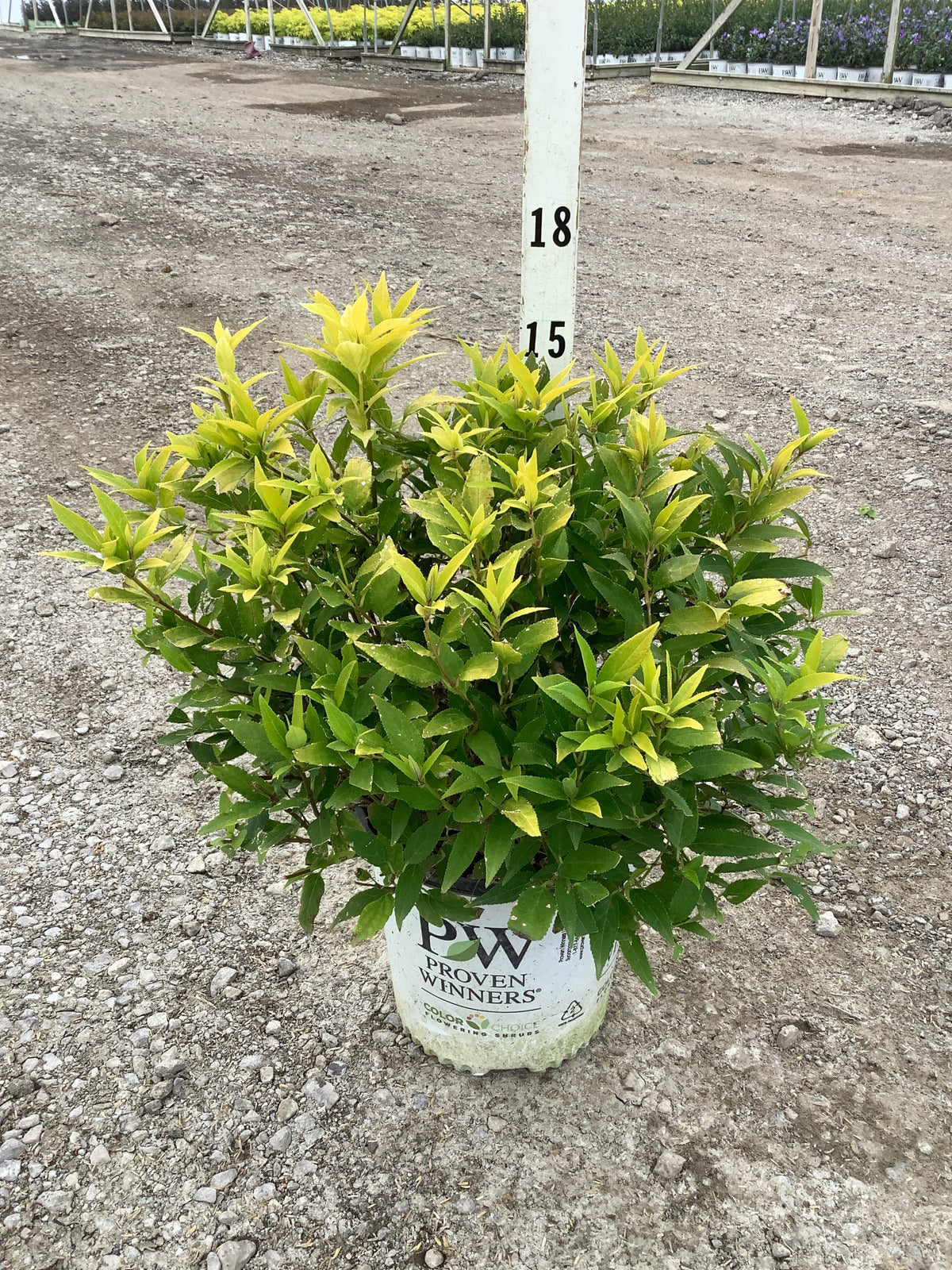 Deutzia gracilis 'Chardonnay Pearls'