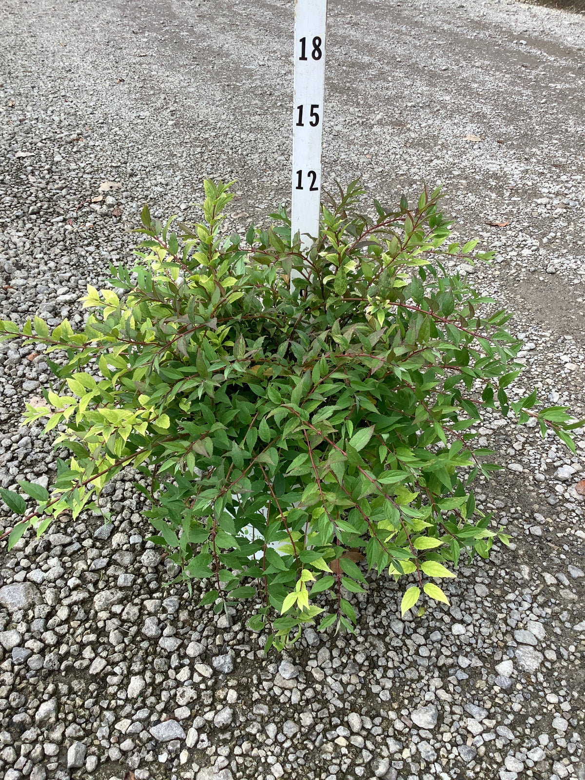 Deutzia yuki 'Cherry Blossom'