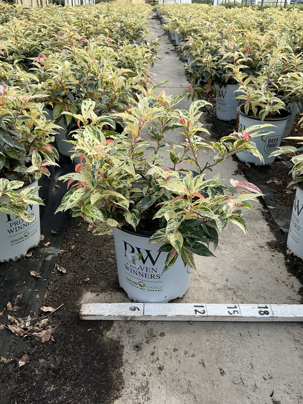 Leucothoe fontanesiana 'SMNLFGRV'