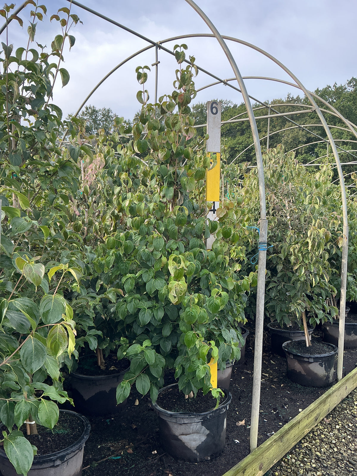 Cornus kousa var. chinensis 'Chinensis'