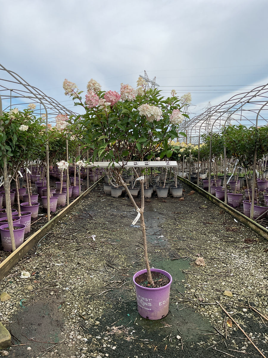 Hydrangea paniculata 'Renhy'