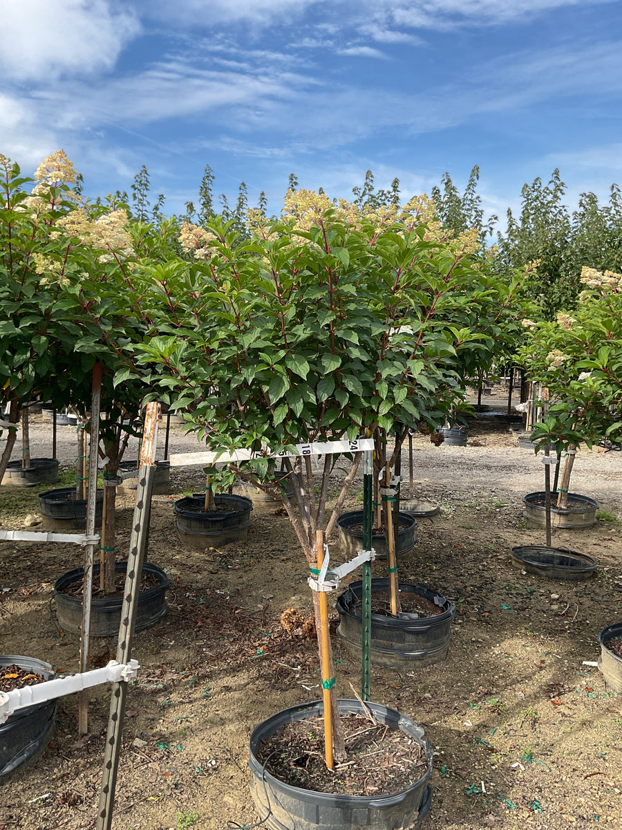 Hydrangea paniculata 'Renhy'