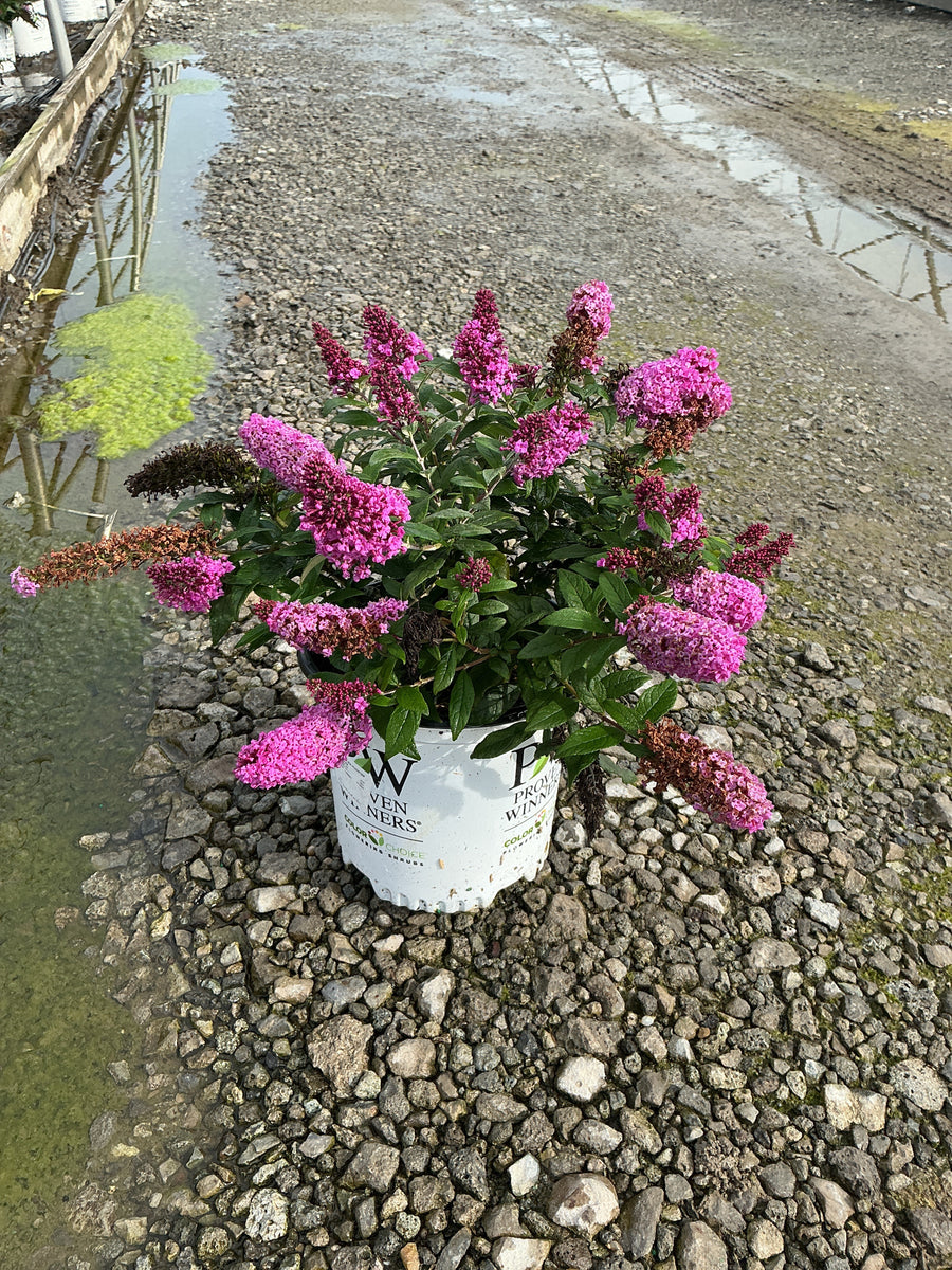Buddleia 'Pugster Pinker'