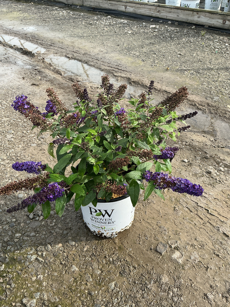 Buddleia 'Pugster Blue'