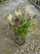 Buddleia davidii BUZZ series ‘Sky Blue’, ‘Hot Raspberry’, “ivory’