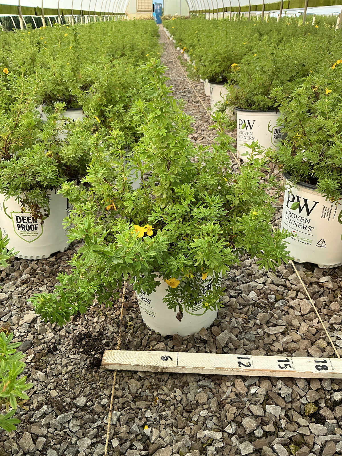 Potentilla 'Happy Face Yellow'