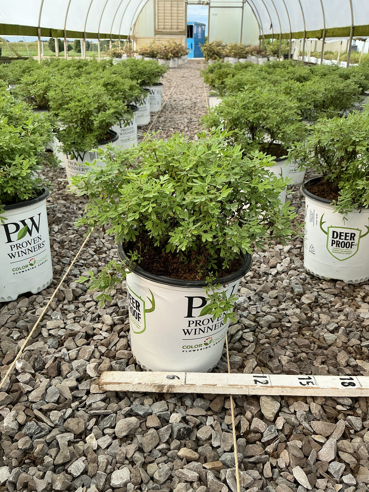 Potentilla 'Happy Face White'