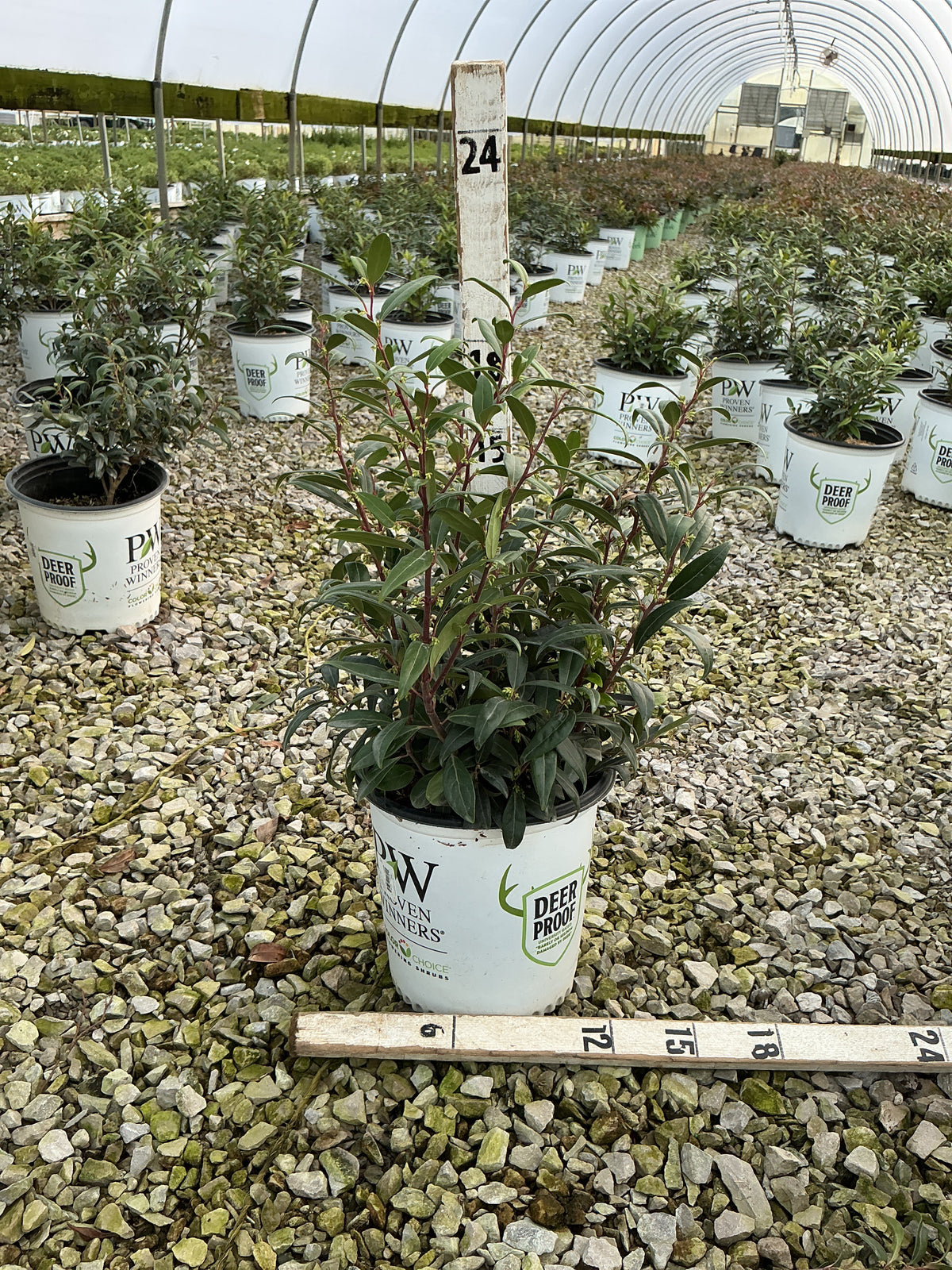 Sarcococca 'Sweet & Lo'