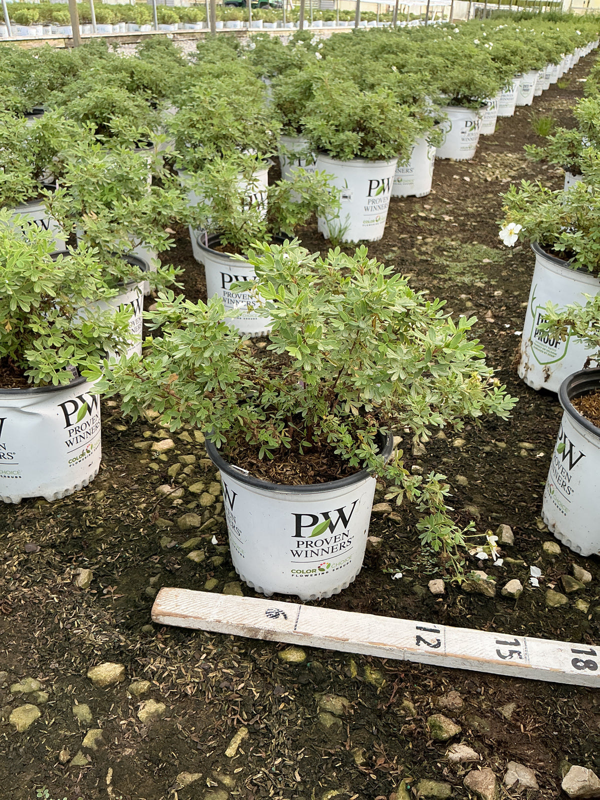 Potentilla 'Happy Face White'