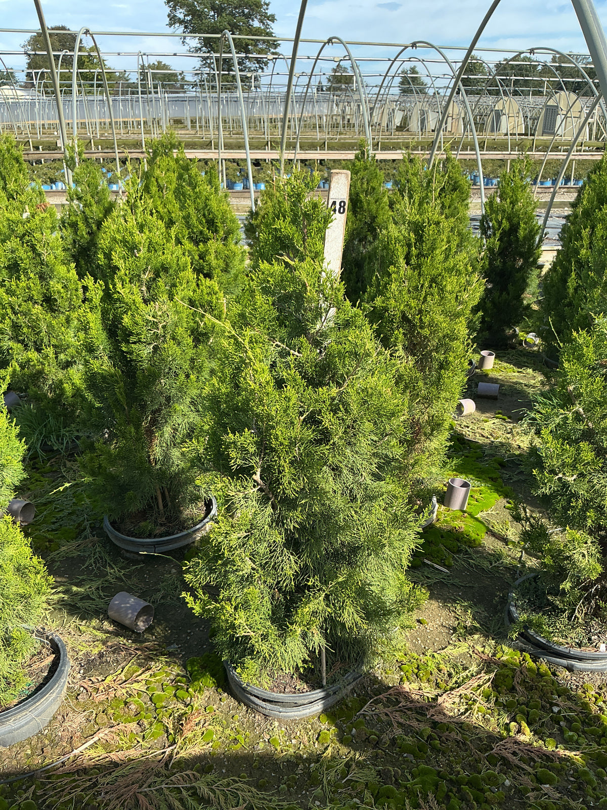 Juniperus virginiana 'Brodie'