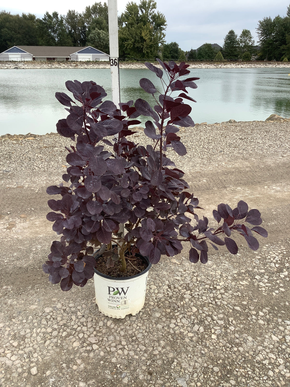 Cotinus coggygria 'Winecraft Black'