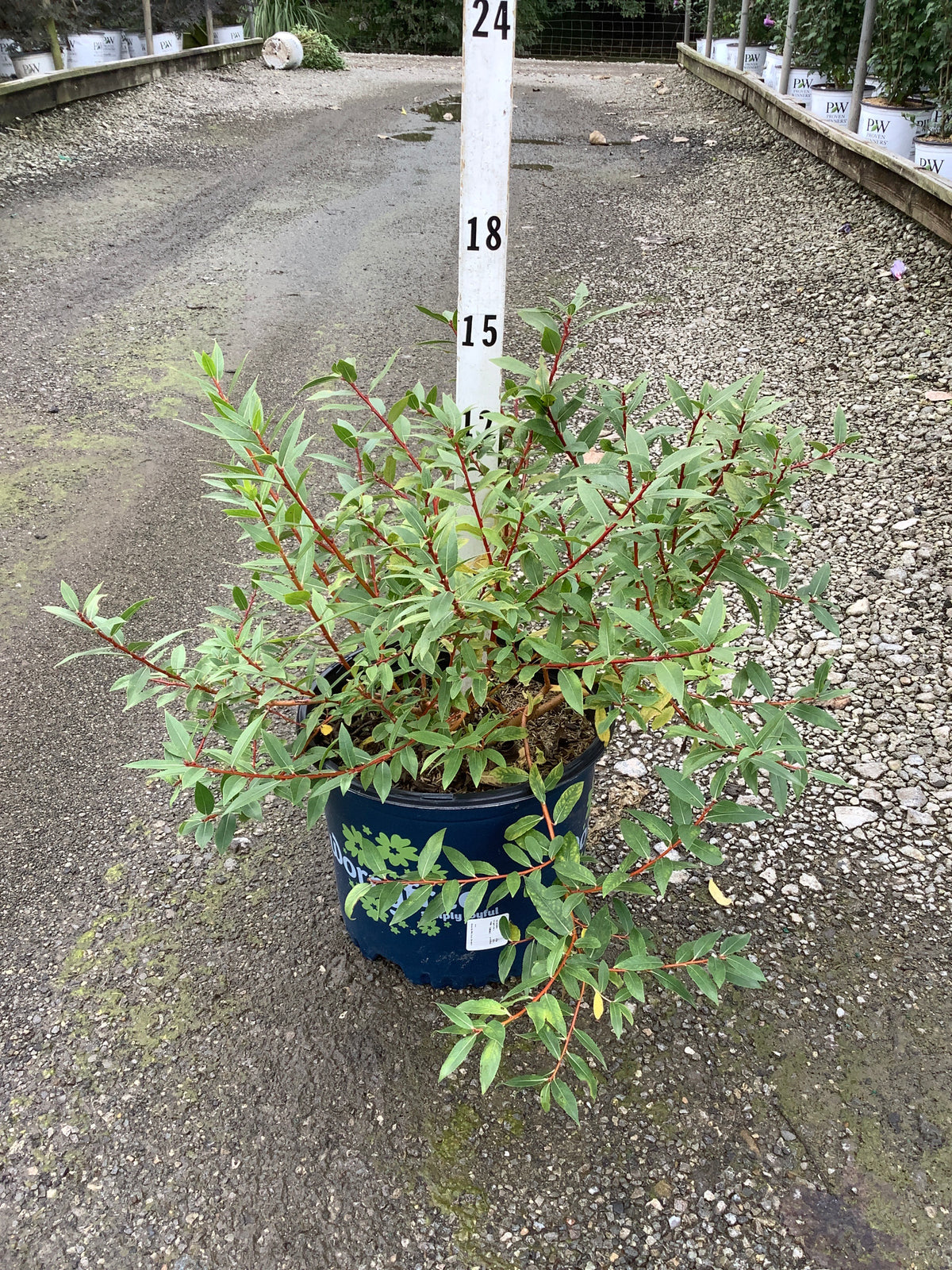 Salix x 'Winter Torch'