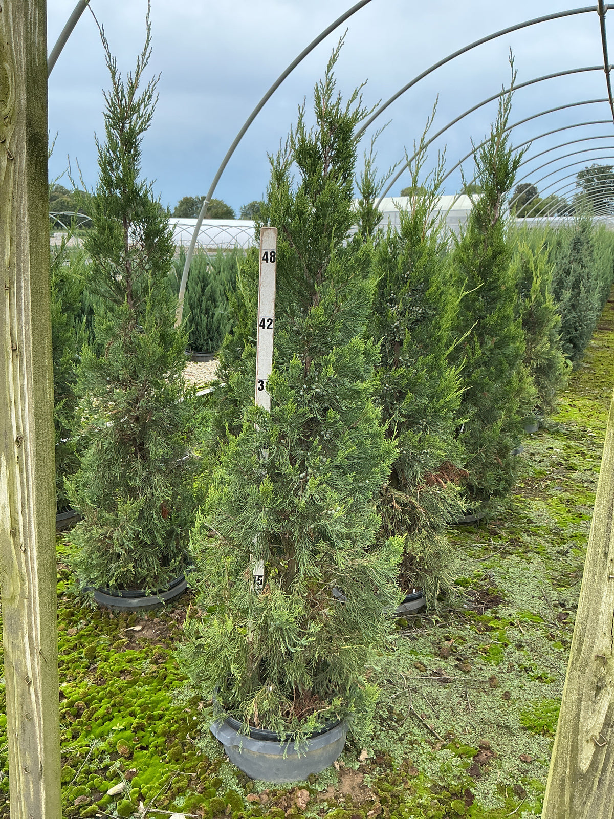 Juniperus chinensis 'Hetzii Columnaris'