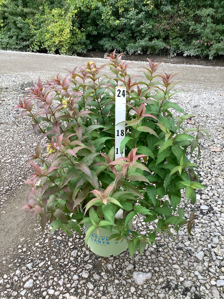 Diervilla lonicera 'Ru-Bee Wren'