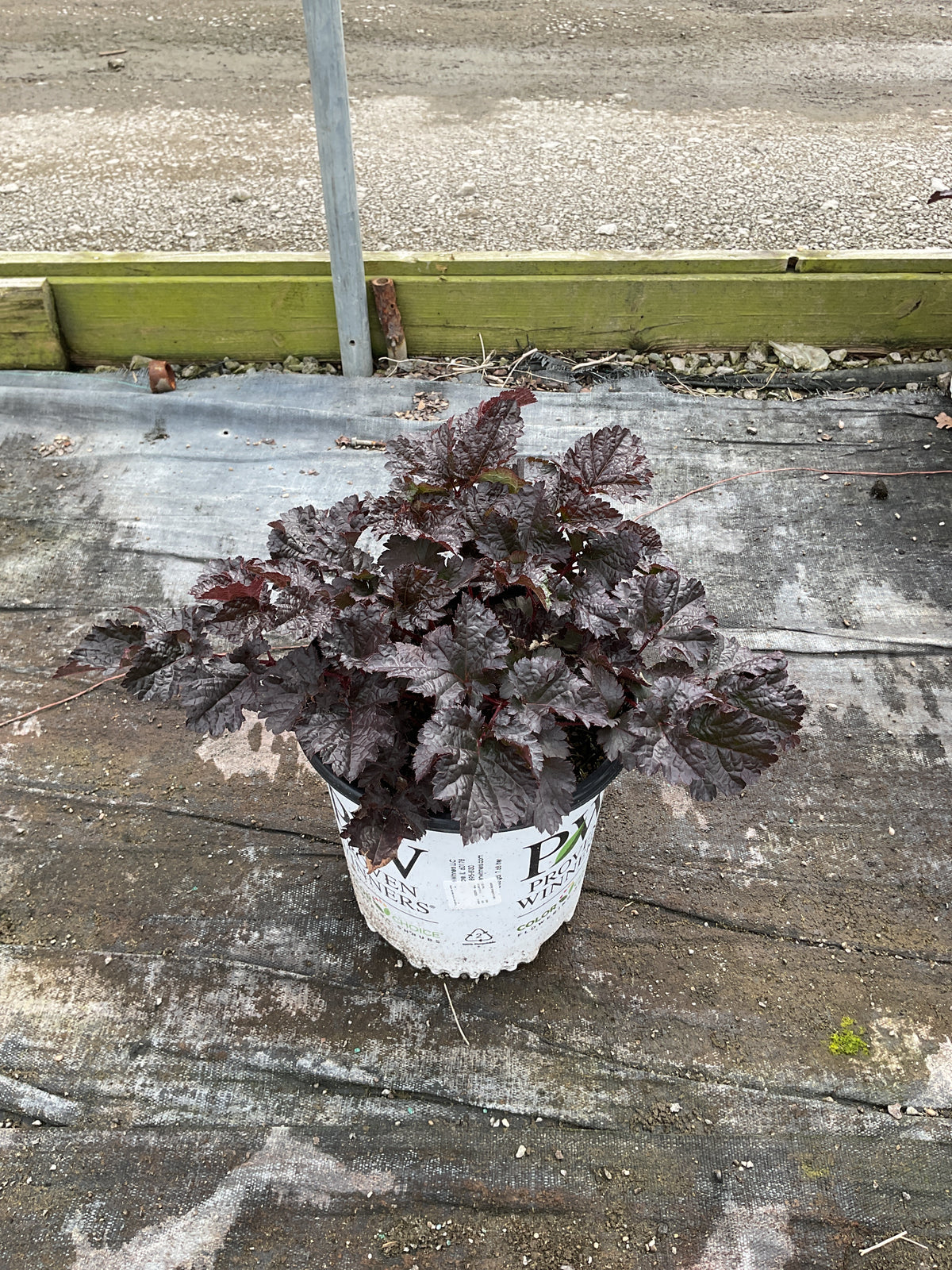 Astilbe hybrid ‘Dragon’s Lair’