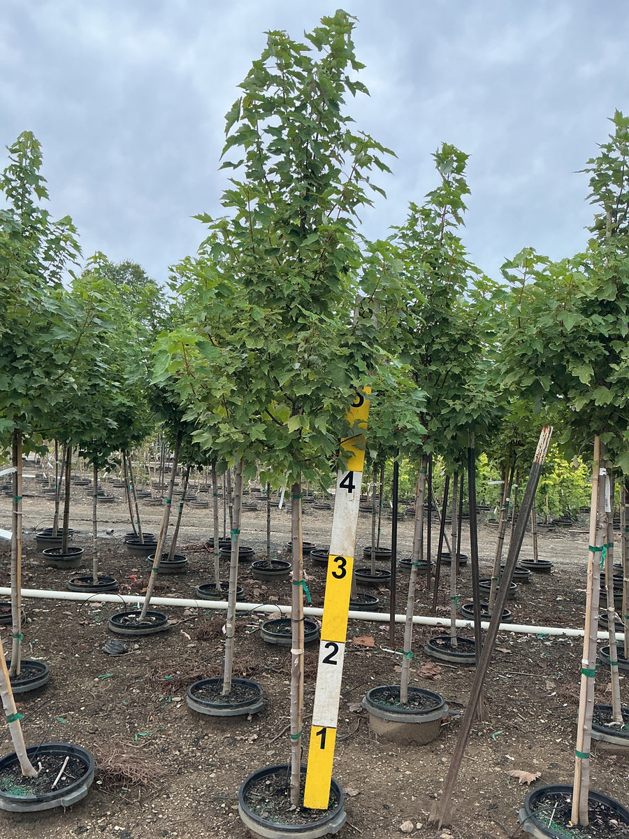 Acer x freemanii 'Jeffersred' â€” G7 72