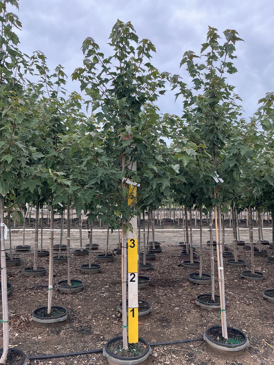 Acer rubrum 'Franksred' â€” G7 72
