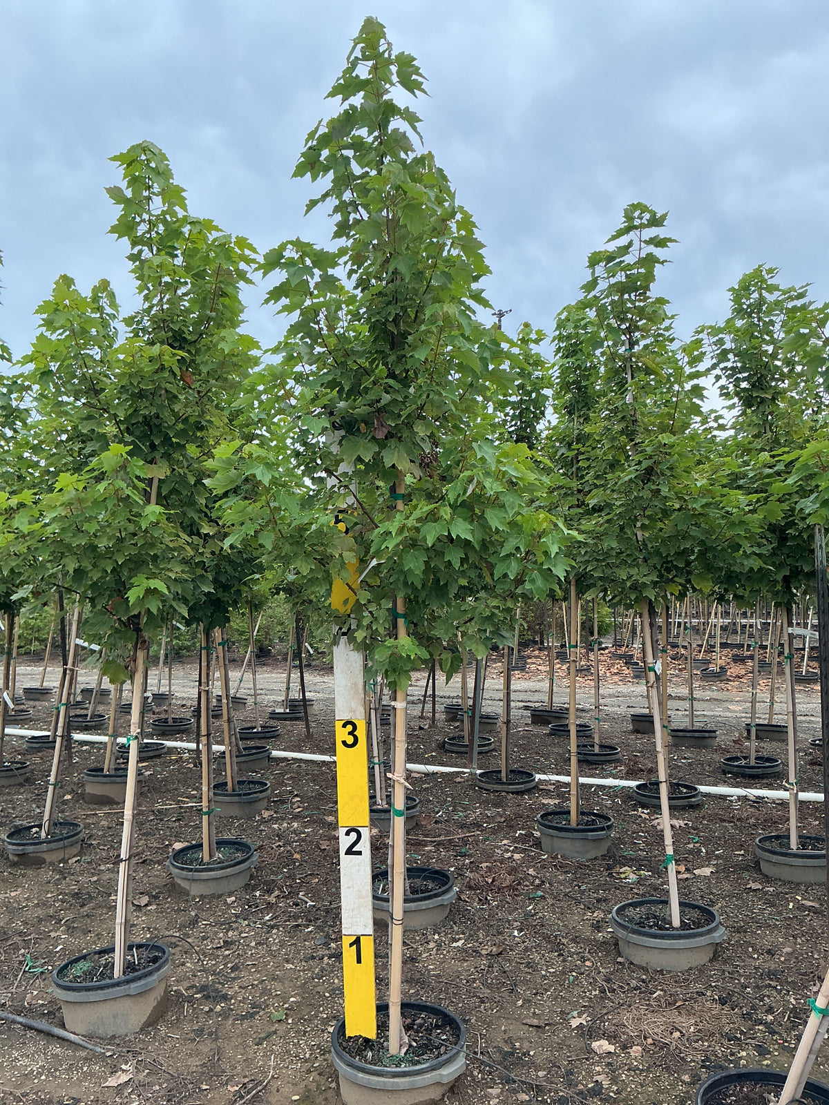 Acer rubrum 'Brandywine'