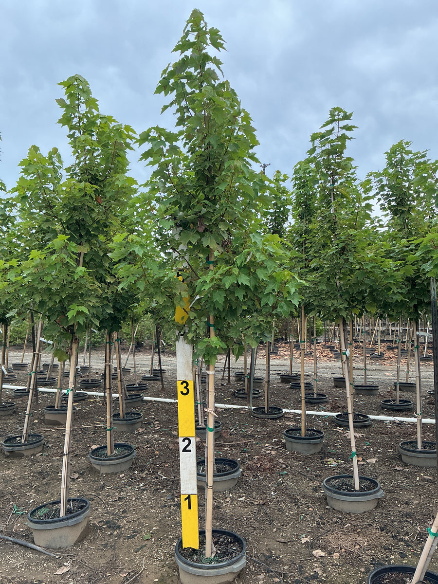 Acer rubrum 'Brandywine' â€” G7 84