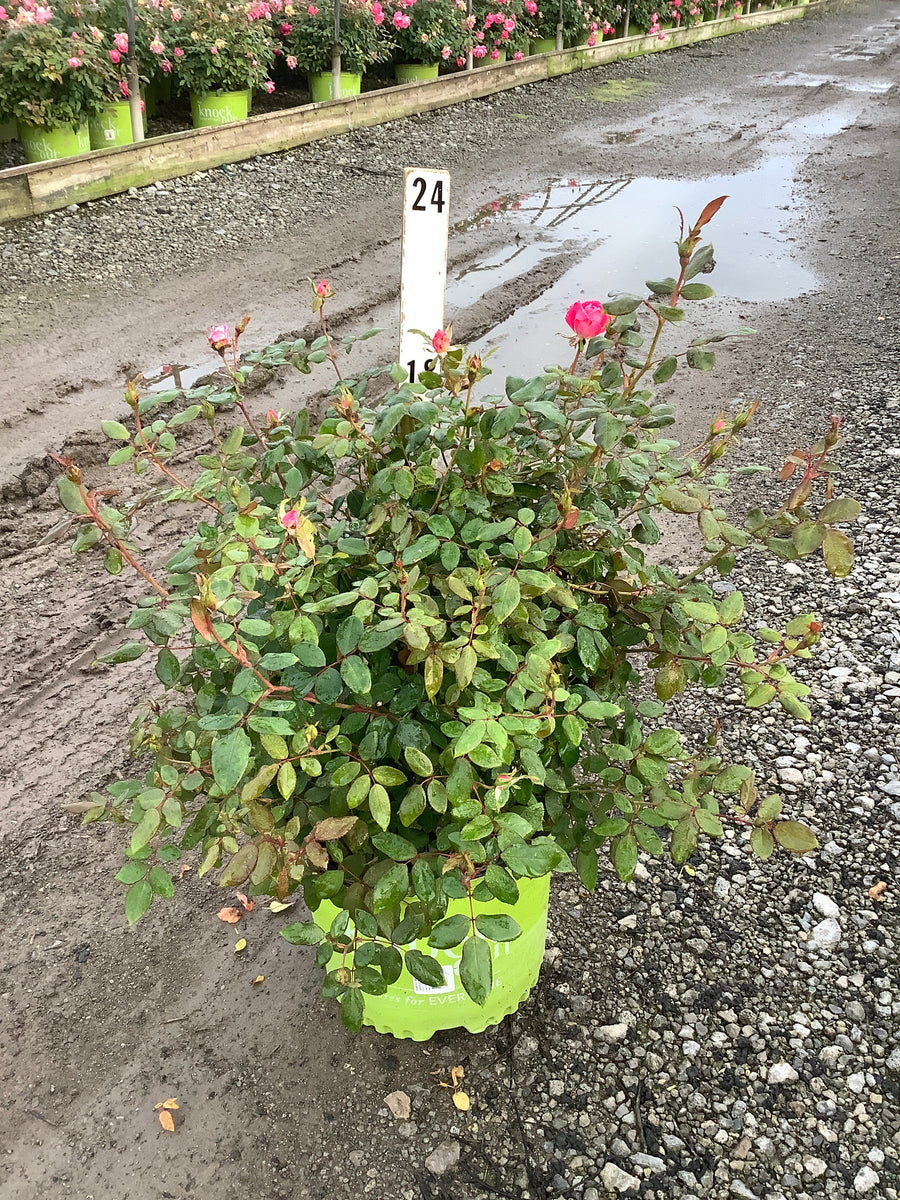 Rosa K.O 'Radtkopink'