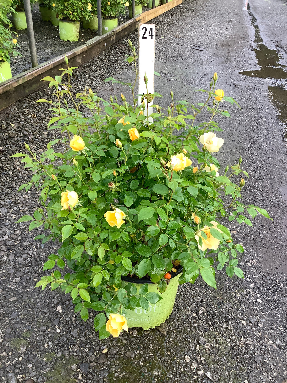 Rosa K.O 'Easy Bee-Zy'