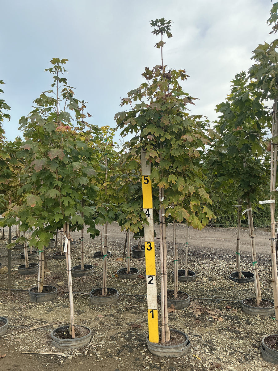 Acer saccharum â€” G7 84
