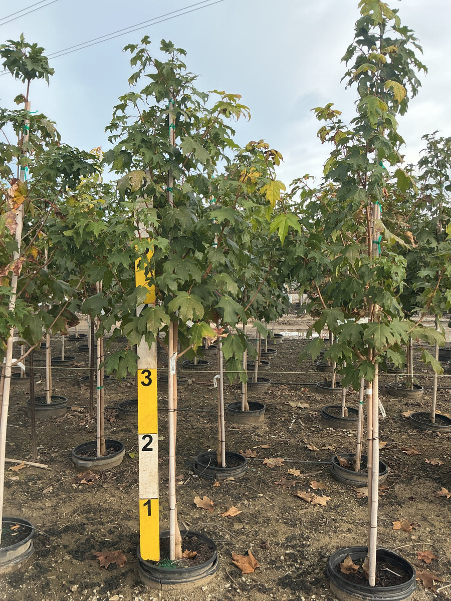 Acer saccharum 'Green Mountain' â€” G7 84