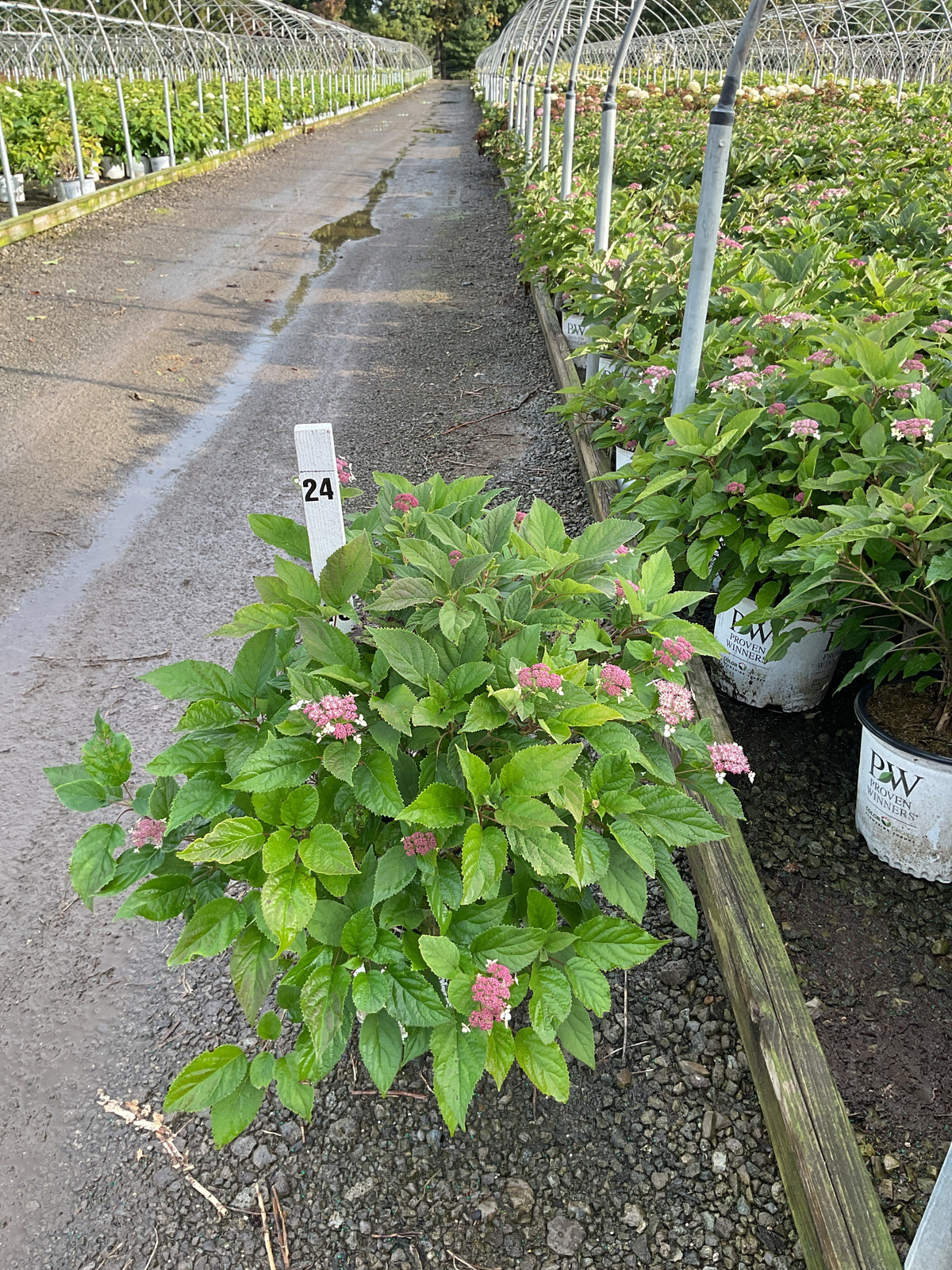 Hydrangea arborescens 'Invincibelle Lace'