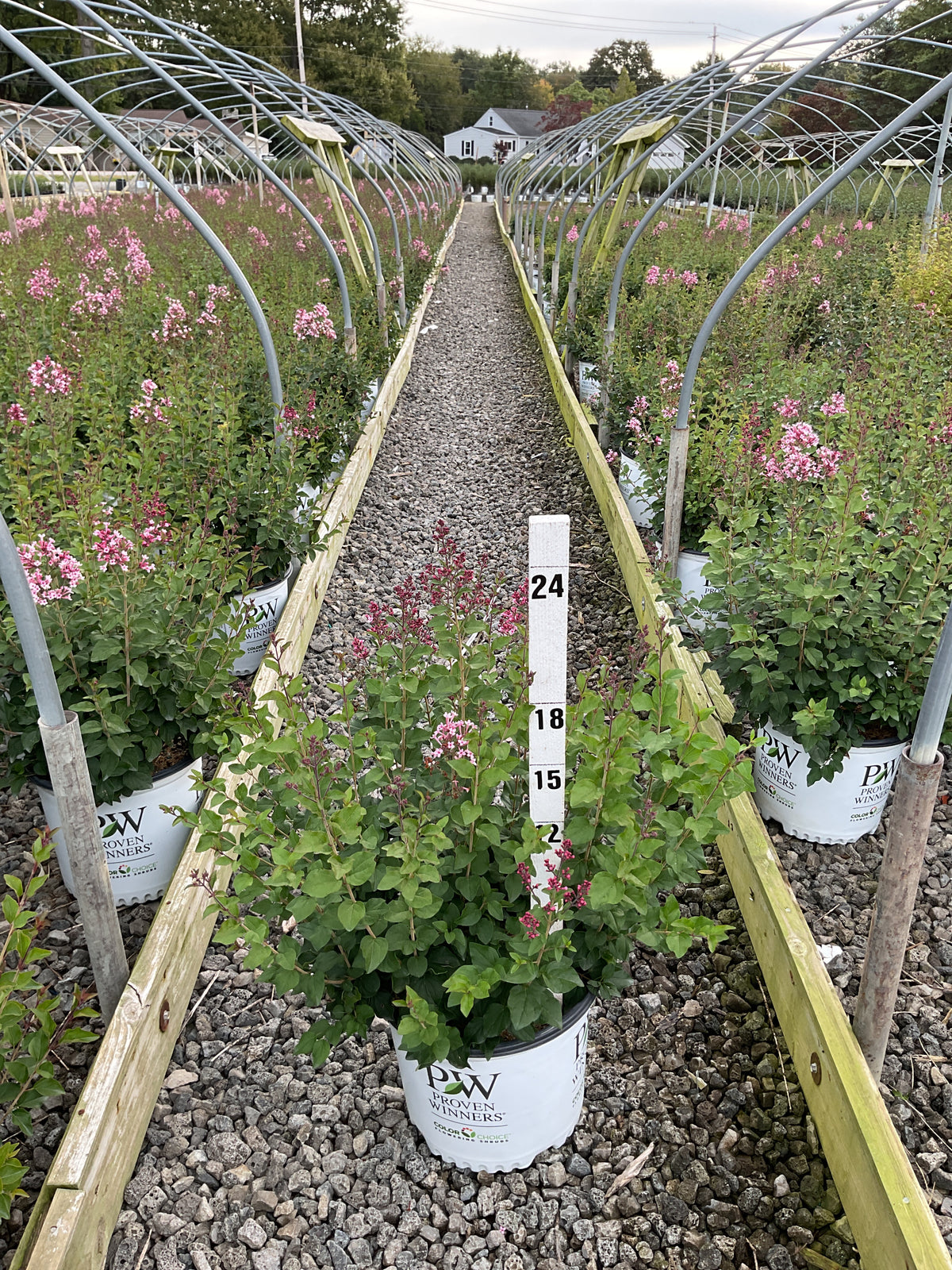 Syringa 'SMNSPH' BLOOMERANG BALLET