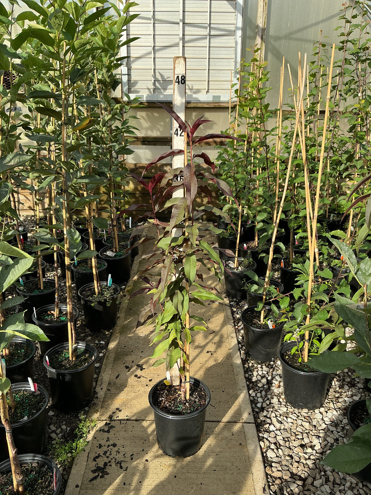 Prunus persica 'Corinthian Rose'