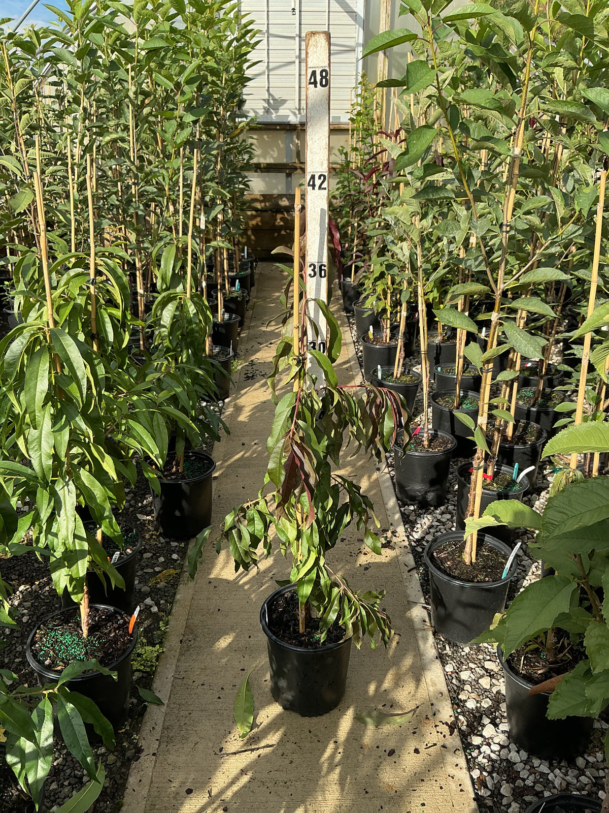 Prunus persica 'Crimson Cascade'