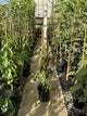 Prunus persica 'Crimson Cascade'