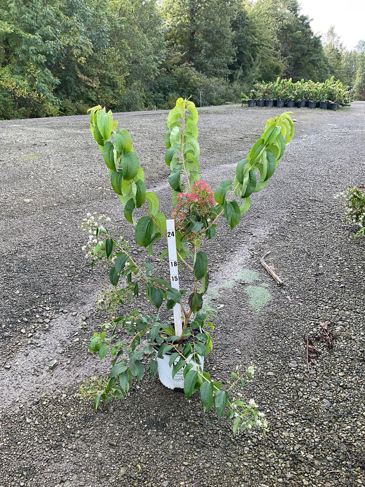 Heptacodium temple 'Of Bloom'