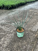 Hesperaloe parviflora