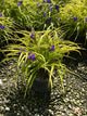 Tradescantia x andersoniana 'Sweet Kate'