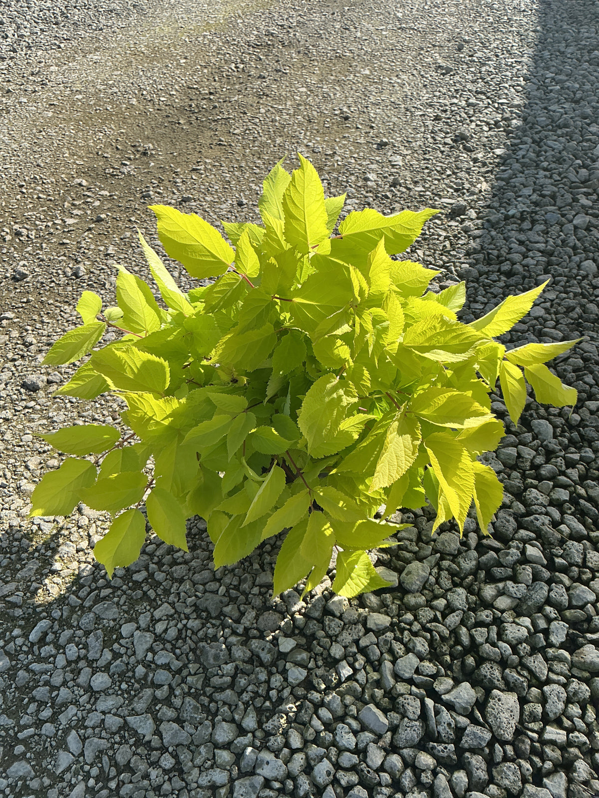Aralia cordata 'Sun King'