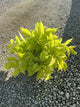 Aralia cordata 'Sun King'