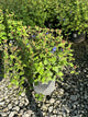Ceratostigma plumbaginoides