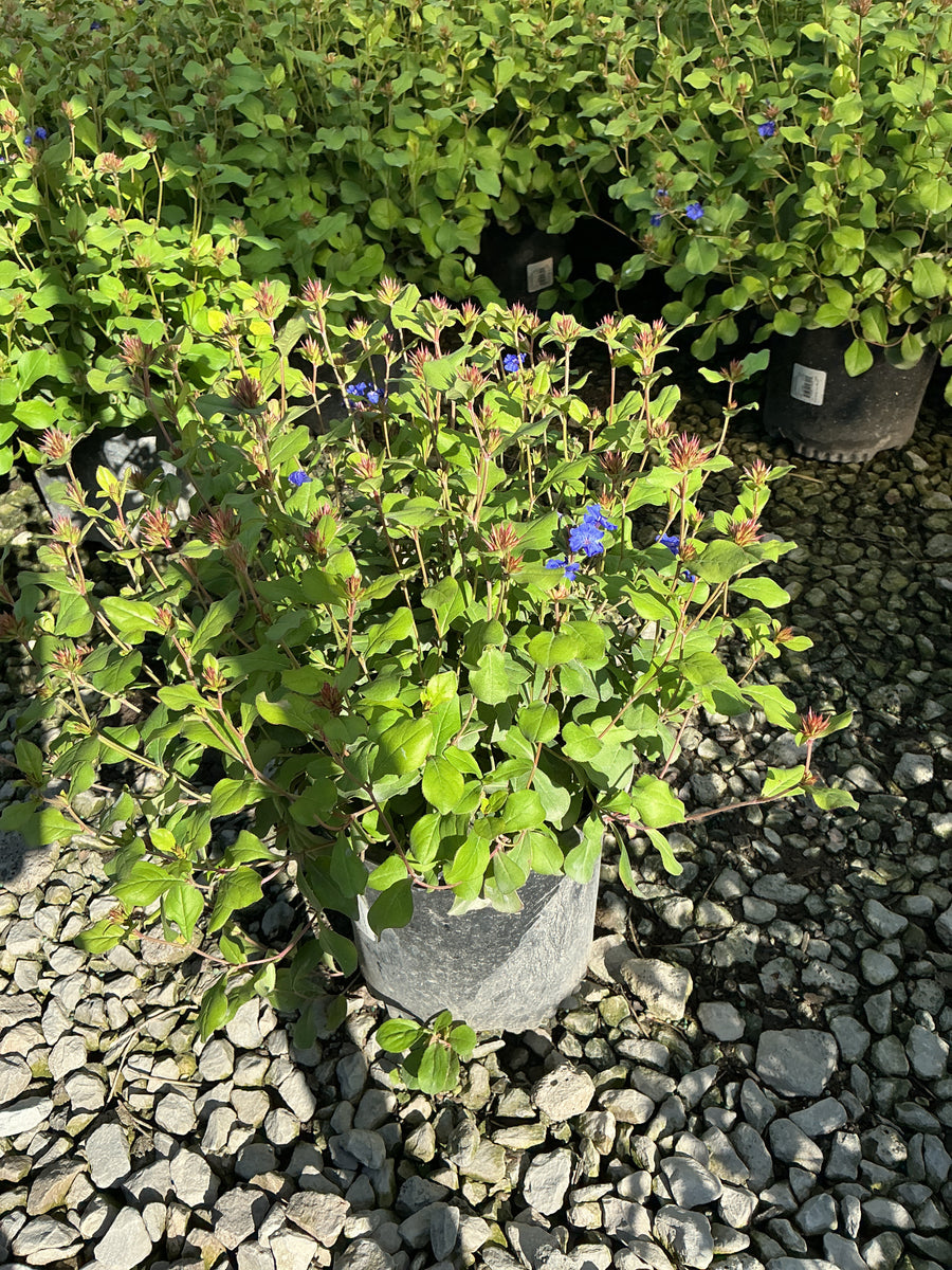 Ceratostigma plumbaginoides