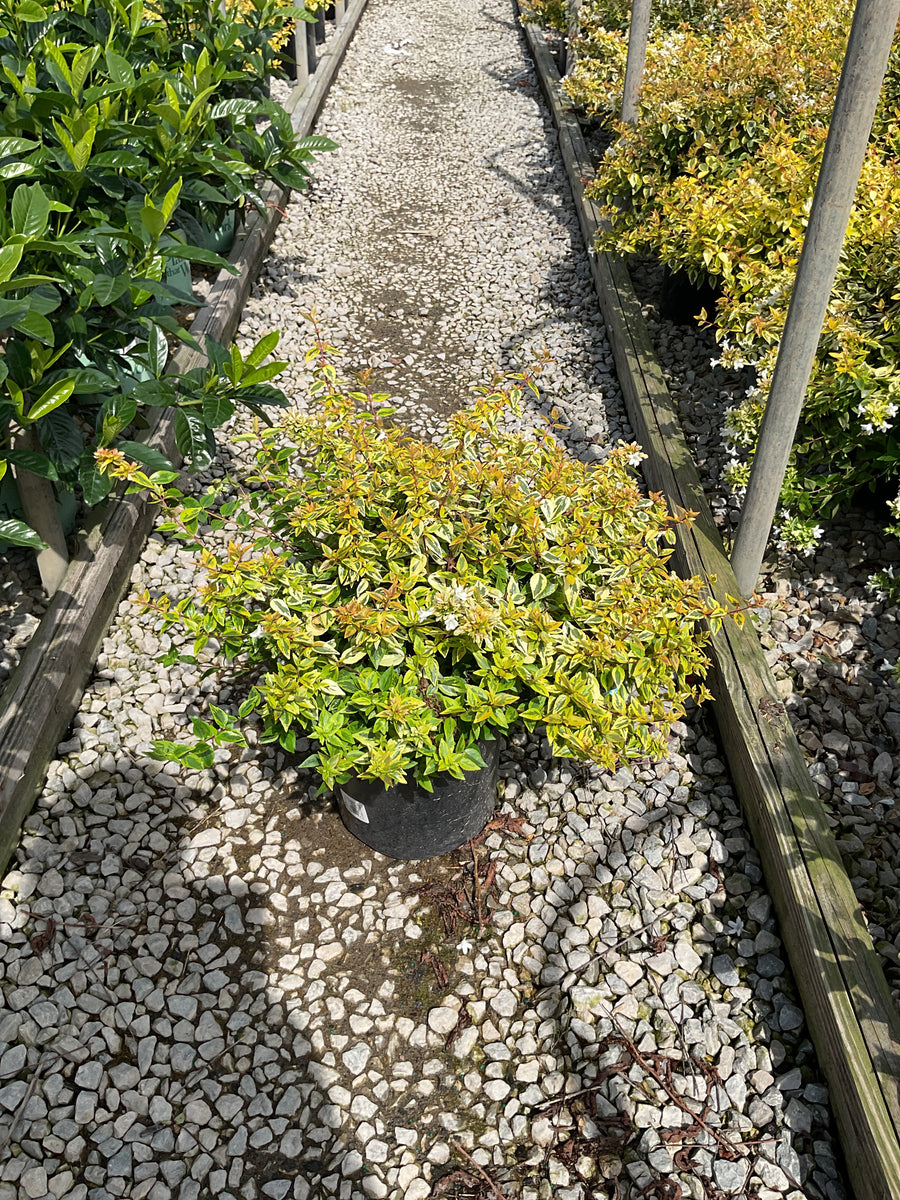 Abelia kaleidoscope â€” G2 12