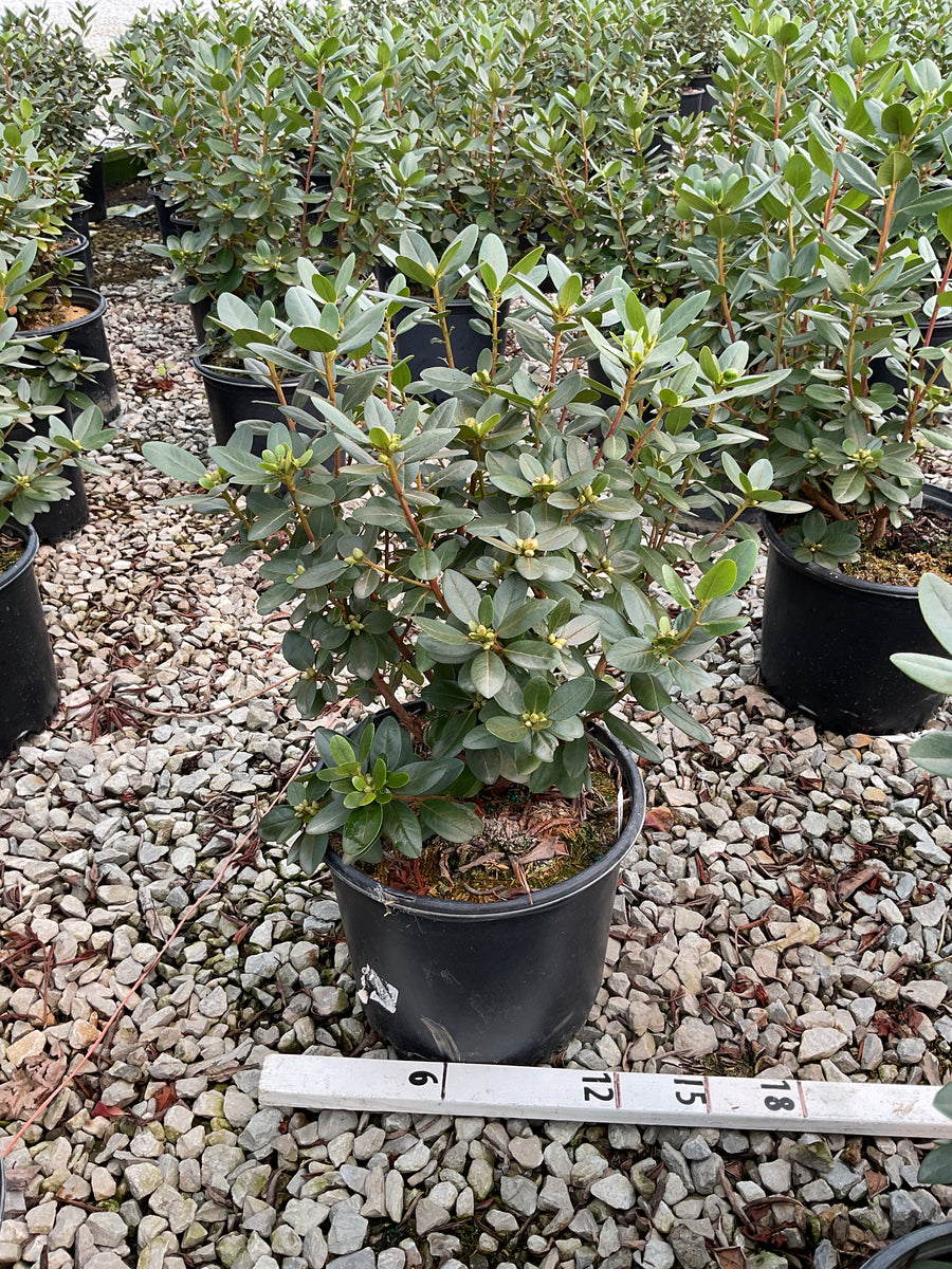 Rhododendron 'PJM Elite'